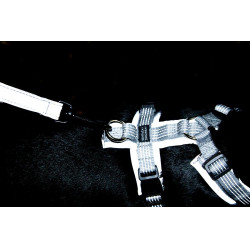 Imbracatura per cane Active Reflective Kentucky Argento