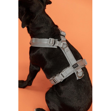 Imbracatura per cane Active Reflective Kentucky Argento