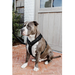 Pettorina per cane Active Teddy Fleece Kentucky