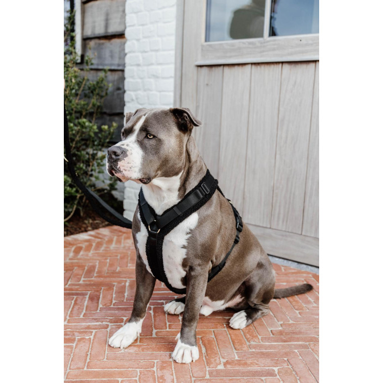 Pettorina per cane Active Teddy Fleece Kentucky