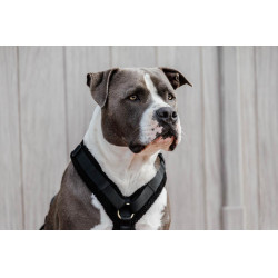 Pettorina per cane Active Teddy Fleece Kentucky Pettorina per cane Active Teddy Fleece Kentucky