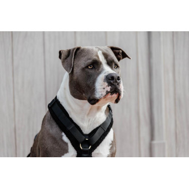 Pettorina per cane Active Teddy Fleece Kentucky Pettorina per cane Active Teddy Fleece Kentucky