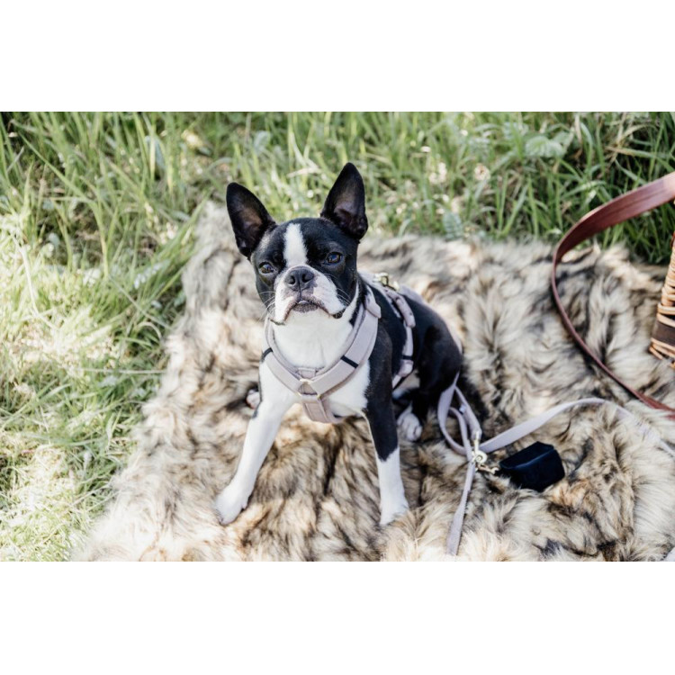 Pettorina per cane Active Velvet Kentucky