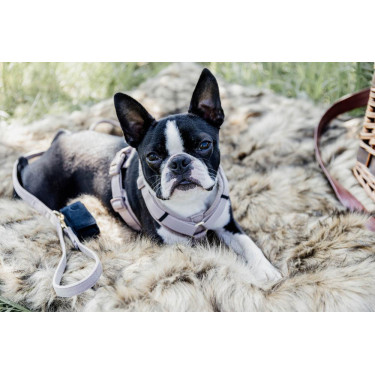Pettorina per cane Active Velvet Kentucky Pettorina per cane Active Velvet Kentucky