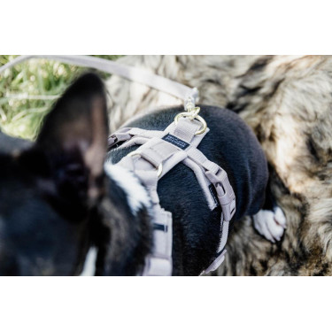 Pettorina per cane Active Velvet Kentucky Pettorina per cane Active Velvet Kentucky