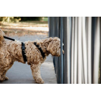 Pettorina per cane Active Velvet Kentucky Nero