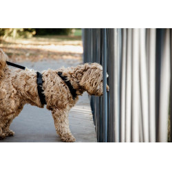 Pettorina per cane Active Velvet Kentucky Nero