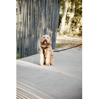 Pettorina per cane Active Velvet Kentucky Nero