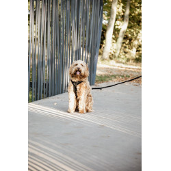 Pettorina per cane Active Velvet Kentucky Nero