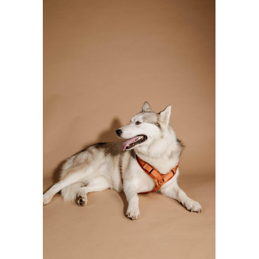 Pettorina per cane Active Velvet Kentucky Arancione
