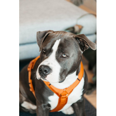 Pettorina per cane Active Velvet Kentucky Arancione
