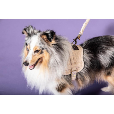 Harnais pour chien Body Safe Wool Kentucky Beige