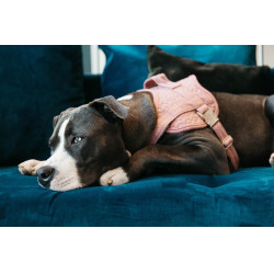 Imbracatura per cane Body Safe Wool Kentucky Imbracatura per cane Body Safe Wool Kentucky