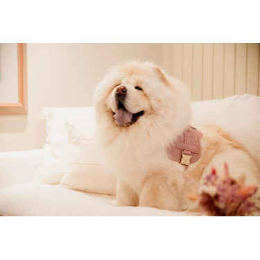 Imbracatura per cane Body Safe Wool Kentucky Imbracatura per cane Body Safe Wool Kentucky
