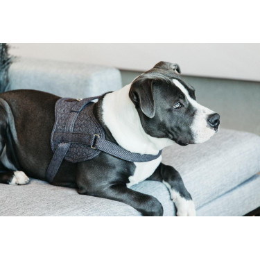 Imbracatura per cane Body Safe Wool Kentucky Grigio Imbracatura per cane Body Safe Wool Kentucky Grigio