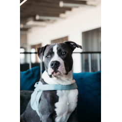 Imbracatura per cane Body Safe Wool Kentucky Azzurro chiaro Blu