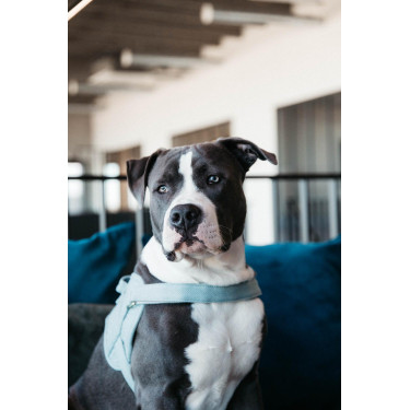 Imbracatura per cane Body Safe Wool Kentucky Azzurro chiaro Blu
