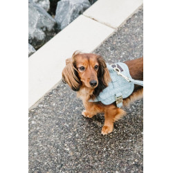 Imbracatura per cane Body Safe Wool Kentucky Azzurro chiaro Blu