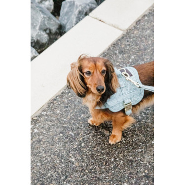 Imbracatura per cane Body Safe Wool Kentucky Azzurro chiaro Blu