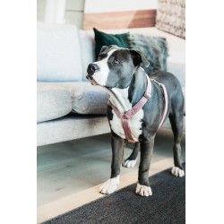 Hondenharnas Velvet Loop Kentucky Rosa antico