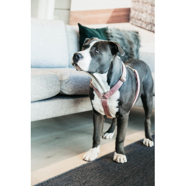 Hondenharnas Velvet Loop Kentucky Rosa antico