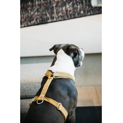 Hondenharnas Velvet Loop Kentucky Senape Giallo