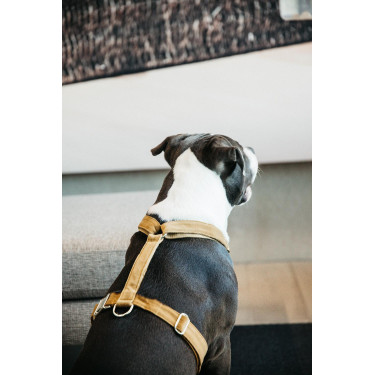 Hondenharnas Velvet Loop Kentucky Senape Giallo