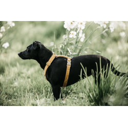 Hondenharnas Velvet Loop Kentucky Senape Giallo