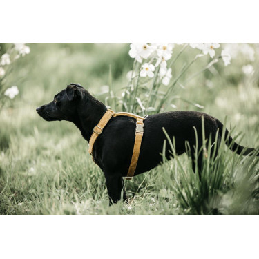 Hondenharnas Velvet Loop Kentucky Senape Giallo