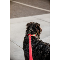 Laisse pour chien Corduroy Kentucky Rouge