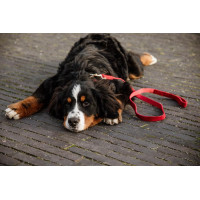 Laisse pour chien Corduroy Kentucky Bordeaux