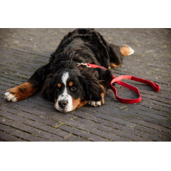 Guinzaglio per cane in velluto a coste Kentucky Rosso Guinzaglio per cane in velluto a coste Kentucky Rosso