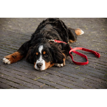 Guinzaglio per cane in velluto a coste Kentucky Guinzaglio per cane in velluto a coste Kentucky