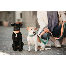 Guinzaglio per cane Jacquard Kentucky Arancione neon Guinzaglio per cane Jacquard Kentucky Arancione neon