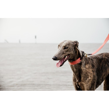 Guinzaglio per cane Jacquard Kentucky Terracotta Arancione Guinzaglio per cane Jacquard Kentucky Terracotta Arancione