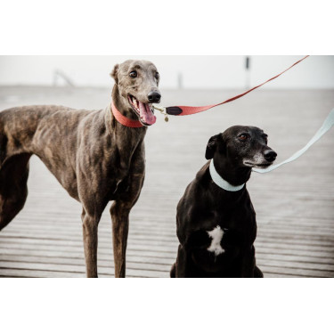 Guinzaglio per cane Jacquard Kentucky Azzurro chiaro Blu