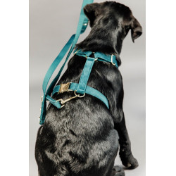 Guinzaglio per cane Velvet 200 cm Kentucky Smeraldo Verde