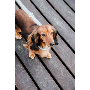 Guinzaglio per cane Wool Corto Kentucky Guinzaglio per cane Wool Corto Kentucky