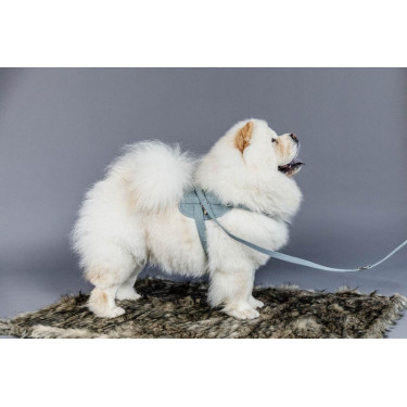 Guinzaglio per cane Wool Corto Kentucky Guinzaglio per cane Wool Corto Kentucky
