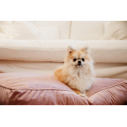 Cuscino per cane Velvet Kentucky Rosa antico Cuscino per cane Velvet Kentucky Rosa antico