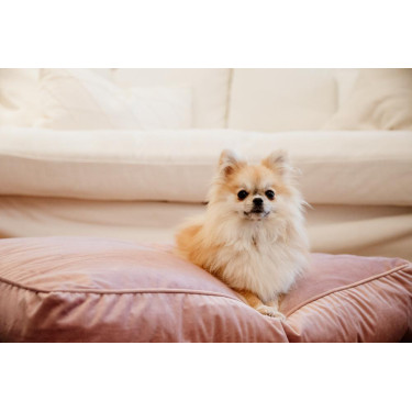 Cuscino per cane Velvet Kentucky Rosa antico Cuscino per cane Velvet Kentucky Rosa antico