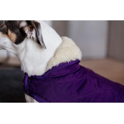 Cappotto per cane Original Kentucky Malva reale Viola