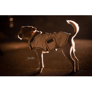 Cappotto per cane riflettente e idrorepellente Kentucky Argento Cappotto per cane riflettente e idrorepellente Kentucky Argento
