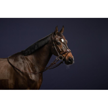 Briglia D Motion D Collection by Dy'on Briglia D Motion D Collection by Dy'on