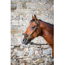 Hackamore D Collection by Dy'on Nero Hackamore D Collection by Dy'on Nero