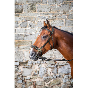 Hackamore D Collection by Dy'on Nero Hackamore D Collection by Dy'on Nero