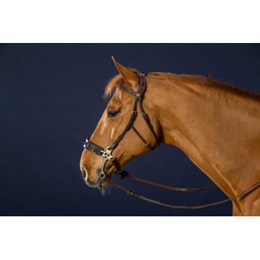 Hackamore D Collection by Dy'on Hackamore D Collection by Dy'on