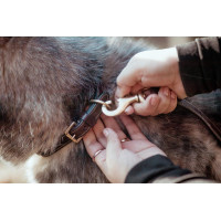 Halsband Voor Hond Met Decoratieve Stiksels Dy'on Marrone