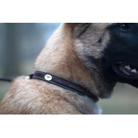 Halsband Voor Hond Met Decoratieve Stiksels Dy'on Marrone
