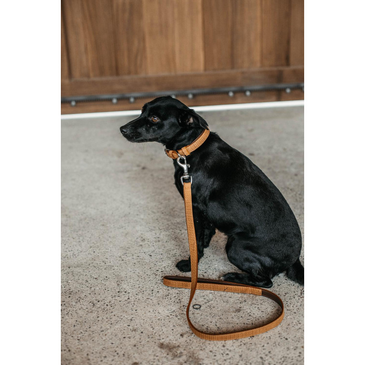 Guinzaglio per cane basket Dy'on